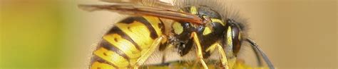 wasps nest removal birmingham